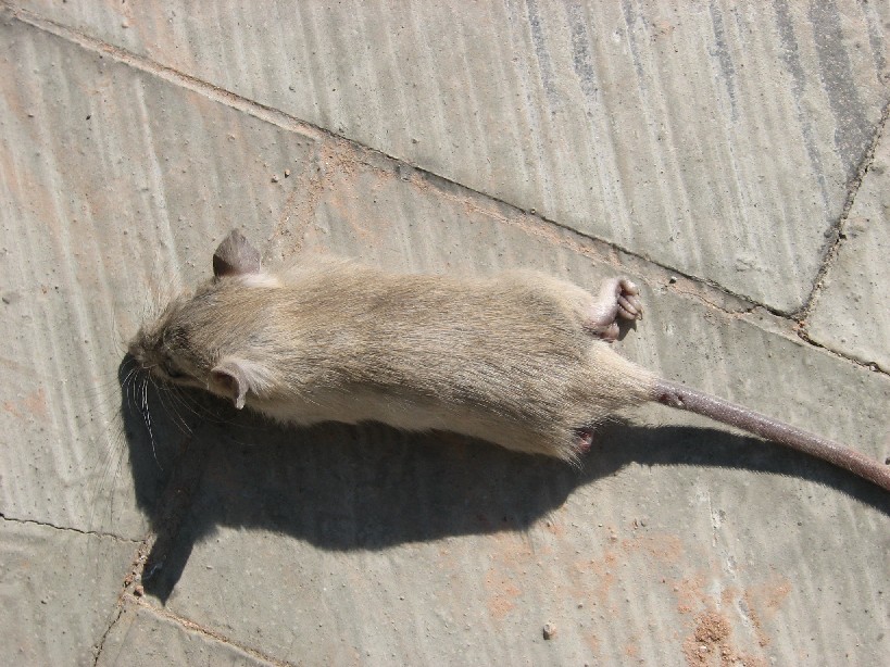 Ratto dei tetti (Rattus rattus)